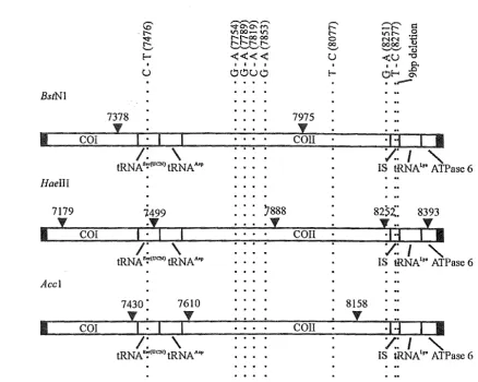 Figure 3.16. BstNl, HaeIII and Ace! COll digest fragments and the position of the changes within them