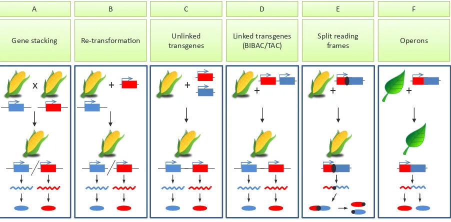 Fig. 2. Multigene transformation (MGT) methods for metabolic engineering. Schematic summary of the principles of different methods for multigene transfer