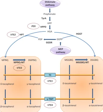 Fig. 4. Vitamin E biosynthesis in plants(Farré et al., 2012). Tocochromanols are syn-thesized on the inner chloroplast membrane from precursors derived from the shikimate and methylerythritol 4-phosphate (MEP) pathways