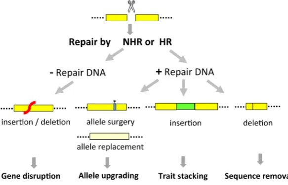 Fig. 1. Double strand break (DSB)-mediated genome engi-neering. A DSB is induced by a sequence-specific nuclease (scissor) in the target sequence (yellow box)