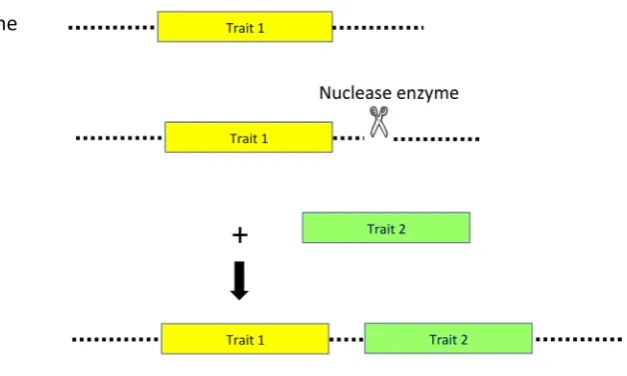 Fig. 2.  Targeted molecular trait stacking. A double strand break (DSB) is induced by a sequence-specific nuclease (scissor) in the flanking genomic genomic sequence (dotted line) of an already existing transgene locus (Trait 1; yellow box)