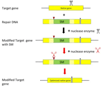 Fig. 4. Improving non-selectable native traits by temporal use of a selectable marker gene.flanked by direct repeat sequences through duplication  A double strand break (DSB) is induced by a sequence-specific nuclease (black scissor) in the native gene (ye