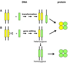 Fig. 5. Transformation versus genome editing for trait optimization. (A) Trait optimization through the introduction of an improved allele (green rectangle) by transformation