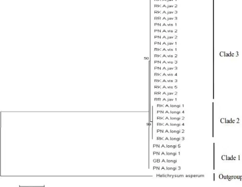 Fig. 4. Maximum Likelihood (ML) phylogenetic tree of AnaphalisBromo Tengger Semeru National Park based on ITS sequences