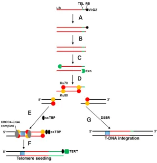 Fig. 2. Model for telomere seeding in plants. (A) A single-stranded (ss) T-DNA transferred by Agrobacterium is converted rapidly to a double-stranded (ds) T-DNA intermediate within the plant cell nucleus