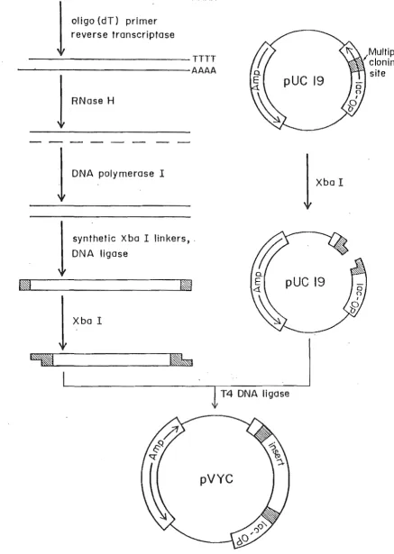 figure 2.1. Strategy for cloning the pyyN coat protein gene. 