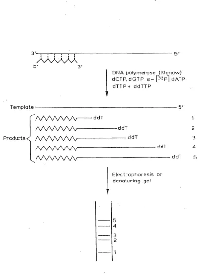 Figure 3.1. The principle of the dideoxynucleotide chain-termination method for DNA 