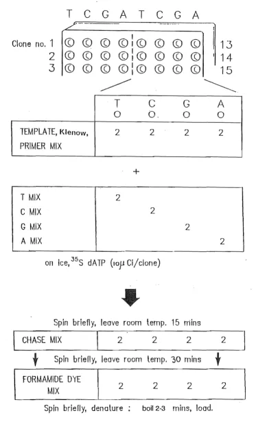 Figure 3.2. Summary of sequencing reactions (after Bankier et a/., 1987). 