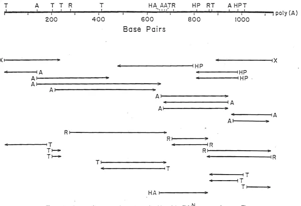 Figure 3.3. Strategy for sequencing 1134 nucleotides of the pyyN coat protein gene. The 