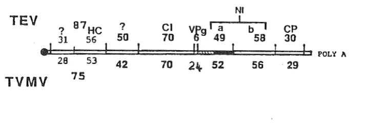 Figure 1.1. The Proposed genetic maps for TEV and TVMV (after Dougherty and Carrington, 1988)