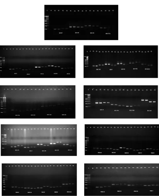 Fig. 1.  SSR amplification pattern of N22 and Uma with 41 polymorphic markers 