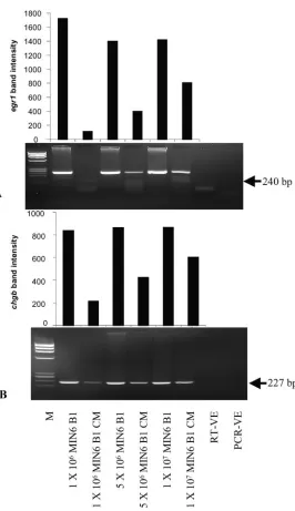 Fig. 4. Pax4 mRNA analysis of MIN6 B1 cells grown at a range ofdensities and corresponding CM samples.