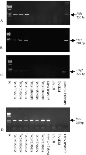 Fig. 5. Analysis of CM from MIN6(L) and MIN6(H) cultures for