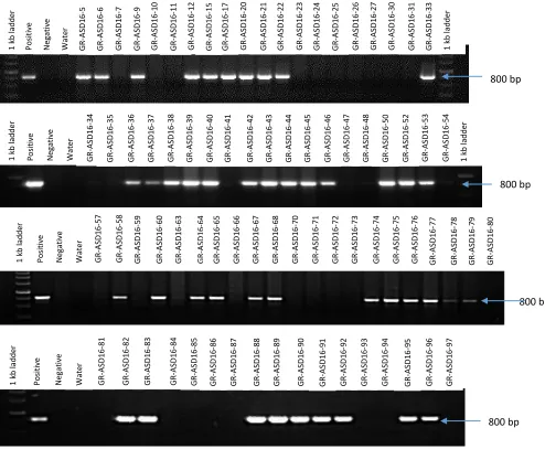 Fig. 1. A) T-DNA region of plant transformation construct pMF-ubi-cry2AX1. The synthetic cry2AX1 gene is driven by a maize ubiquitin promoter and terminated by the nopaline synthase (nos) terminator