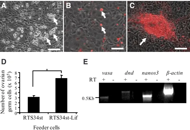 Fig. 3. Immunocytochemical analysis of ovarian tissue in Tg(dnd:neo-dnd) fish. Pho-tomicrograph showing (A) the expression of Neo (green), (B) the expression of Vasa (red) in ovarian germ cells including oogonia (white arrows) and (C) the merge photo of (A,B.) Scale bar, 20 mm.