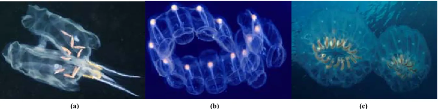 Figure 2. The schematic illustration of PSC effect. 