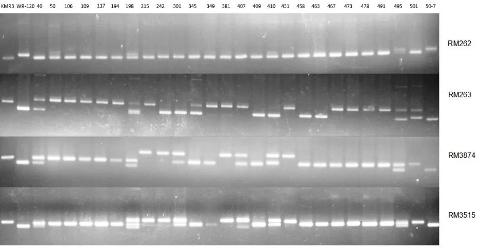 Fig. 2. Amplification pattern of the marker RM6100 (lane-1) for Rf4 locus and RM10313 (lane-2) for Rf3 in 26 restorer lines