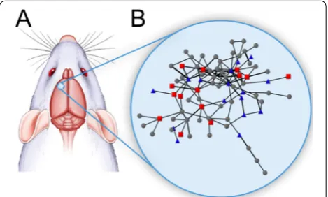 Figure 1. The general concept of this study. A. Neuronal activities when rodents are taking rest (or just waiting a task) or when per-forming licking tasks were recorded using Ca Imaging technique