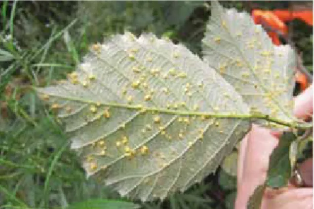 Fig. 23: The blackberry rust, Phragmidium  violaceum   