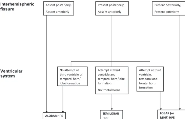 FIG 1. A ﬂowchart showing the classiﬁcation of alobar, semilobar, and lobar holoprosencephaly inthis article.