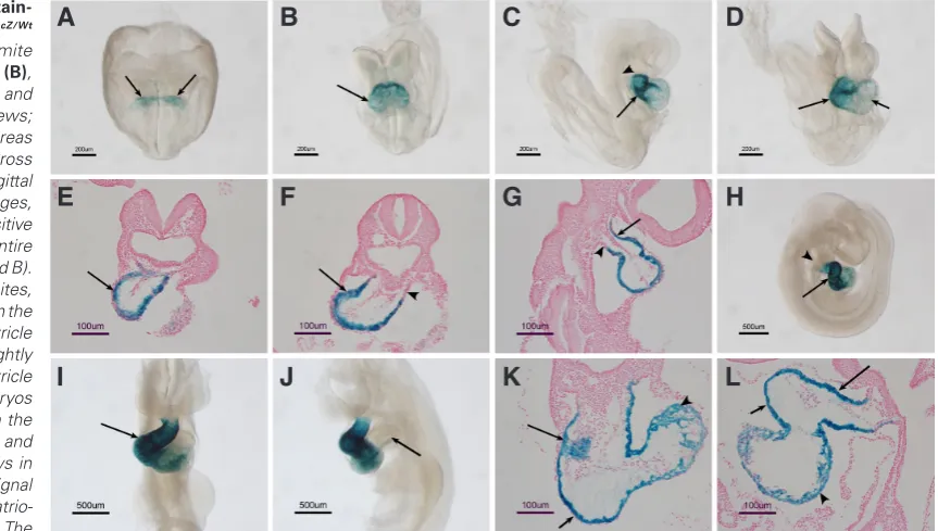 Fig. 2. b-galactosidase stain-