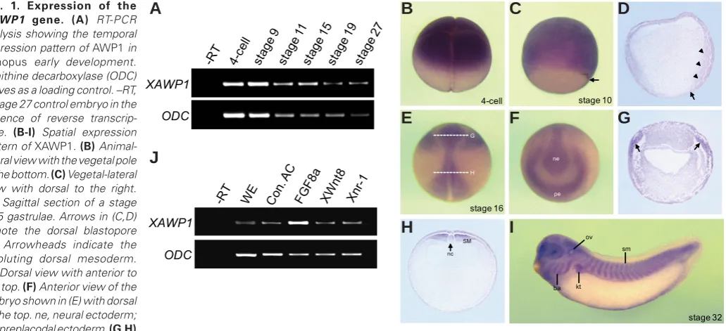 Fig. 1. Expression of the 