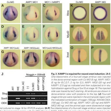 Fig. 3. XAWP1 is required for neural crest induction. (A-I) 
