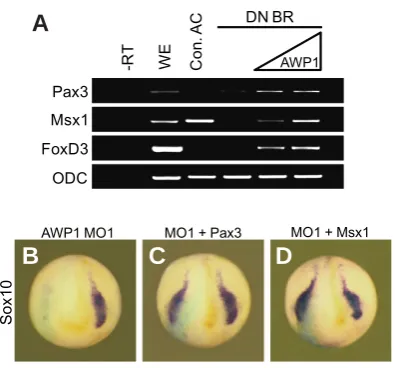 Fig. 4. XAWP1 regulates neural crest induction upstream of Msx1 and Pax3.in situ dorso-animal region of one blastomere with without the animal cap explants were excised at stage 9 and cultured to stage 11 for RT-PCR analysis
