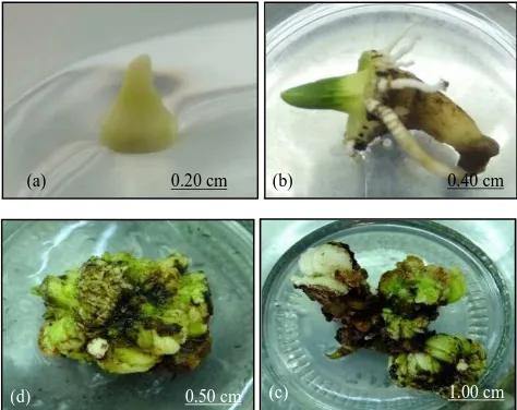 Fig. 2 The morphogenesis of in vitro regeneration of sugar palm from zygotic embryo explant after (a) 2 weeks of culture, (b) clonal roots regeneration after 4-6 weeks, and (c-d) multiple clonal shoots regeneration with bud-like appearance after 3 months o