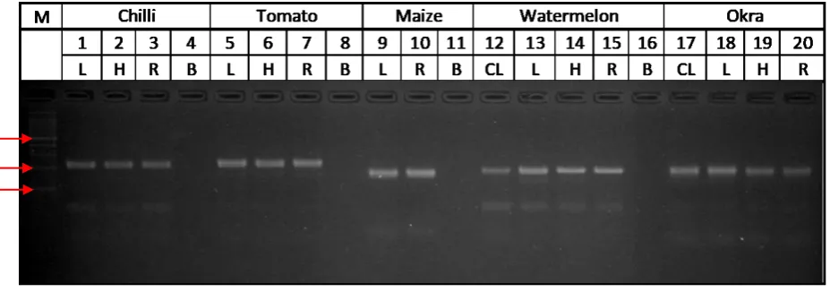 Fig. 1. Agarose gel electrophoresis showing distinct DNA banding pattern of various plant materials from different crops