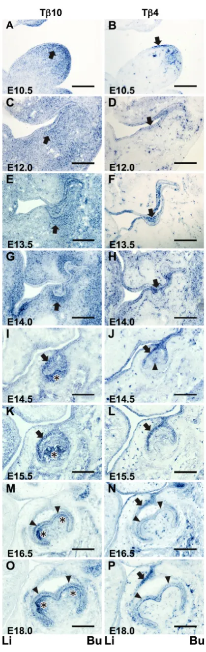 Fig. 1. In situ expression of Tb10 and Tb4 in the tooth germ at fetal stages. The in situ Tb10 expression was temporally and spatially stage-specific during the tooth germ development (left panels: A,C,E, G,I,K,M,O)