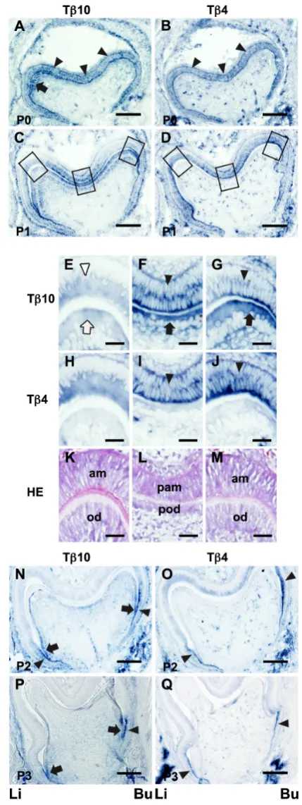Fig. 2. In situ expression of Tb10 and Tb4 in the developing tooth   T10 expression from P0 to P3 is presented 