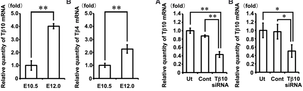 Fig. 5 (Left). Increases in Tb10 and Tb4 mRNA levels in the mandible at E12.0 compared with those observed at E10.5