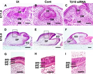 Fig. 7. Suppressed morphogenesis of the tooth 