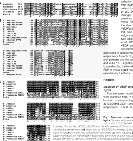 Fig. 1. Structural conservation of VEGF and FGF in hydra. Sequence alignment of the conserved cysteine 