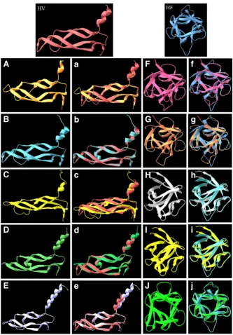 Fig. 2. Analysis of molecular models of VEGF (A-F) and FGF (G-L) protein structures. FGF1B with hydra VEGF were shown from a-e while FGF superimposed structures were shown from f-j