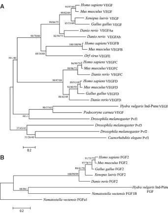 Fig. 3. Phylogenetic trees computed for VEGF (A) and FGF (B). The trees were inferred by Neigh-bour-Joining (NJ) method in MEGA5