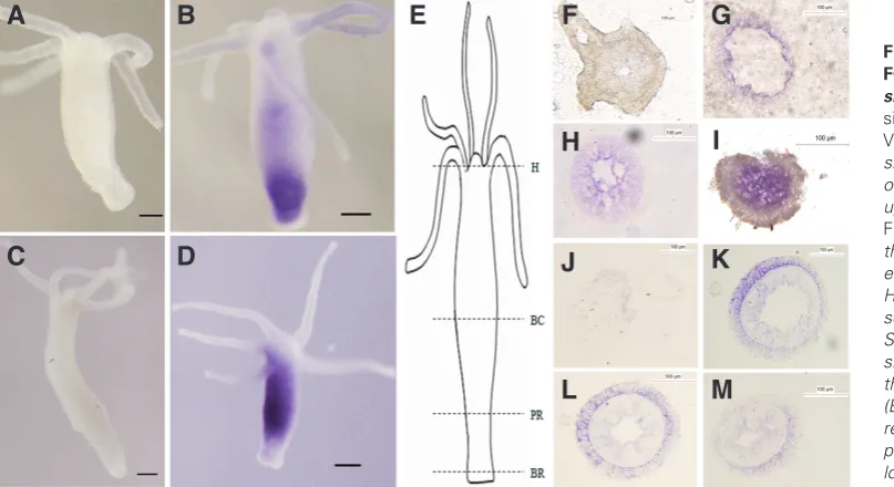 Fig. 5. Expression analysis of VEGF and FGF in sf-1 hydra. (A) RT-PCR results show maintained at 18significant up-regulation of VEGF and down-regulation of FGF in sf-1 hydra