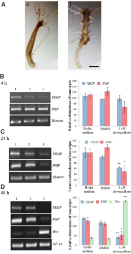 Fig. 6 (left). Tissue specific expression of VEGF and FGF in hydra. (A) in both tissue layers is observed by RT-PCR