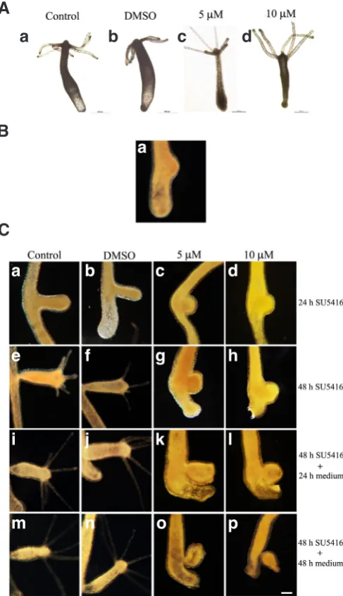 Fig. 8. Inhibition of elongation of bud by SU5416. Adult non budding polyps were treated with 5 or 10 mM SU5416 for 48 h