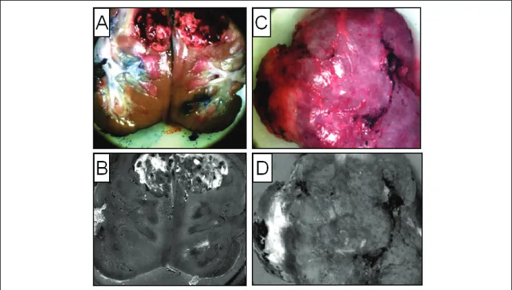 Fig. 1. P10. 