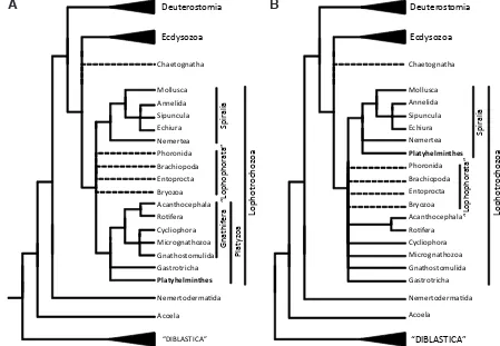 Fig. 2. The positions of Platyhelminthes based on molecular data. (A) Platyzoa hypothesis