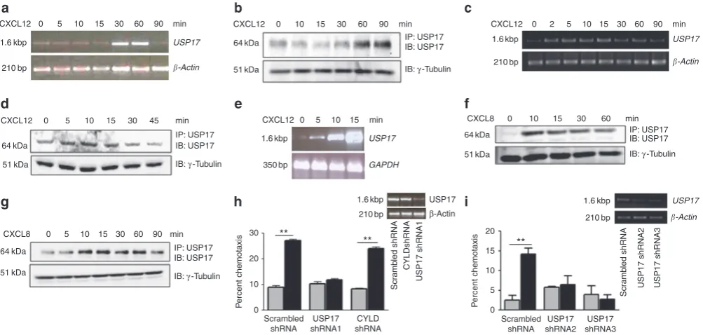 Figure 1 | USP17 expression is required for chemotaxis. Human PBmCs (a,b) or HeLa cells (c,d) were stimulated with CXCL12 (100 ng ml − 1) for the indicated times