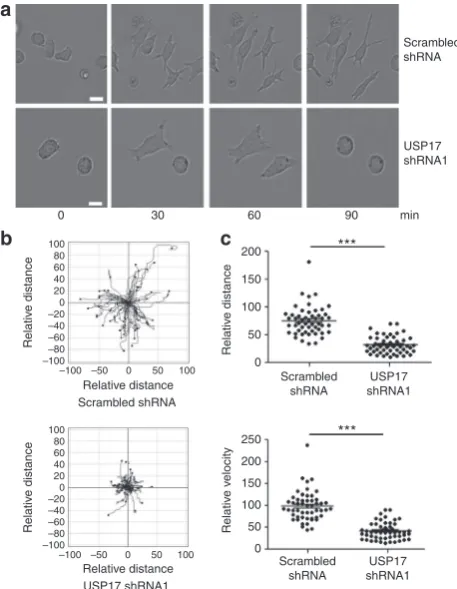 Figure 2 | USP17 depletion inhibits chemokinesis. Hut78 T cells were cotransfected with either scrambled shRnA or usP17 shRnA1 together with pmAX-GFP to determine transfected cells