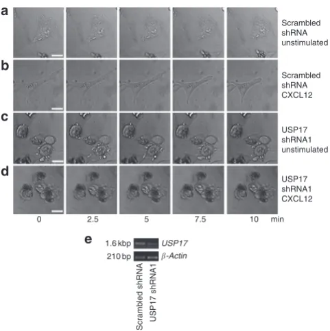 Figure 3 | USP17 shRNA alters cell morphology. HeLa cells transfected with scrambled shRnA were left unstimulated (a) or stimulated with CXCL12 (100 ng ml − 1) (b)