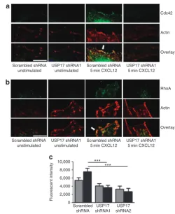 Figure 5 | Knockdown of USP17 inhibits GTPase localization and activation. HeLa cells were transfected with scrambled shRnA or usP17 shRnA1 along with GFP-tagged Cdc42 (a), Rac1 (b) and RhoA (c)