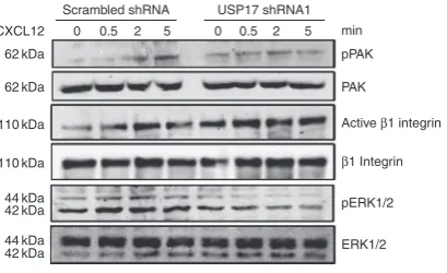 Figure 7 | USP17 depletion results in blunted downstream signalling. HeLa cells were transfected with either scrambled shRnA or usP17 shRnA1  and stimulated with CXCL12 (100 ng ml − 1) for 0, 0.5, 2 or 5 min