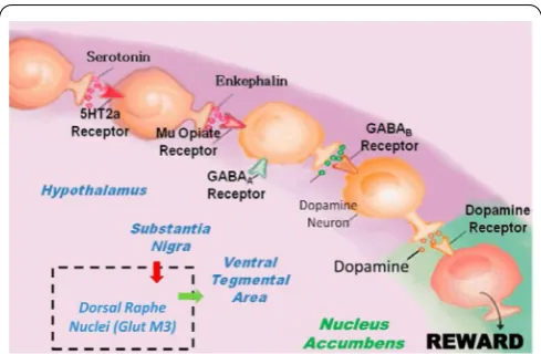 Figure 1: It is an illustration of the Brain Reward Cascade, which involves the release of serotonin at the hypothalamus, where it stimulates enkephalin