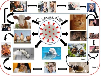 Fig 8. Various levels of viral transmission and pathogenesis