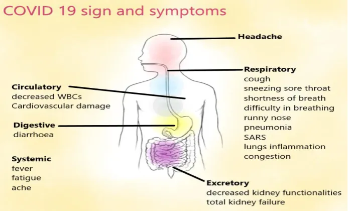 Fig 9. Schematic diagram of signs, symptoms and affected organs in a human body infected with SARS-CoV-2(Photo: Mikael Häggström, M.D./WikiCommons)